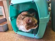 Fundtier Tier-ID 25946