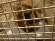 Fundtier Tier-ID 26573