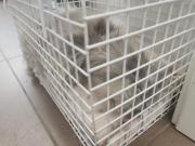 Fundtier Tier-ID 28275