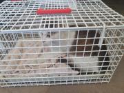 Fundtier Tier-ID 27328