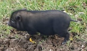 Fundtier Tier-ID 30768