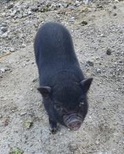 Fundtier Tier-ID 30771