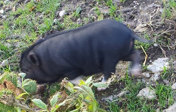 Fundtier Tier-ID 30772