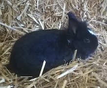 Fundtier Tier-ID 30713