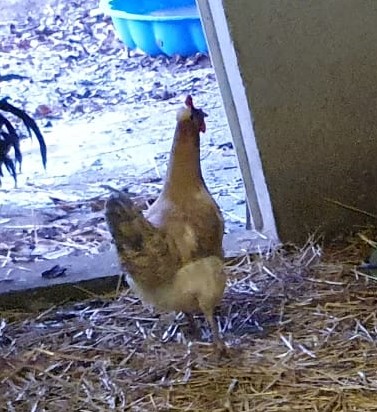 Fundtier Tier-ID 28210