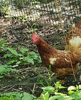 Fundtier Tier-ID 25036