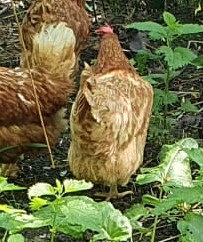 Fundtier Tier-ID 25037