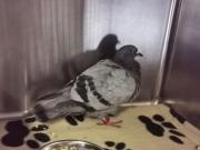 Fundtier Tier-ID 25518