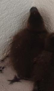 Fundtier Tier-ID 25521