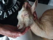 Fundtier Tier-ID 25944