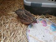 Fundtier Tier-ID 26248