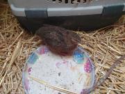 Fundtier Tier-ID 26249