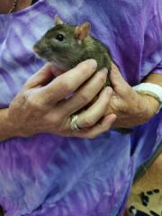 Fundtier Tier-ID 26261