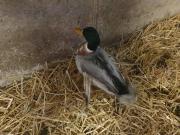 Fundtier Tier-ID 26863