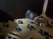 Fundtier Tier-ID 27020