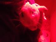 Fundtier Tier-ID 27423