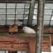 Fundtier Tier-ID 27596