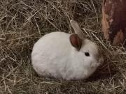 Fundtier Tier-ID 27997