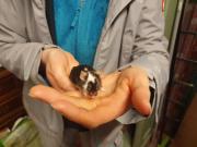 Fundtier Tier-ID 28046