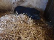 Fundtier Tier-ID 28238