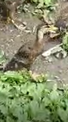 Fundtier Tier-ID 25396