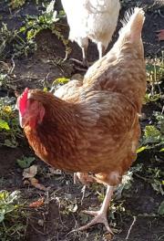 Fundtier Tier-ID 26609