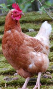 Fundtier Tier-ID 26610