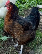 Fundtier Tier-ID 26612