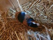 Fundtier Tier-ID 21150