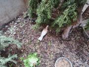 Fundtier Tier-ID 21153