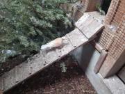 Fundtier Tier-ID 21154