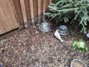 Fundtier Tier-ID 21155