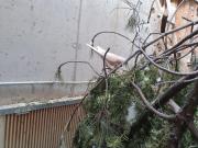 Fundtier Tier-ID 21157