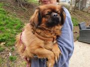 Fundtier Tier-ID 24783