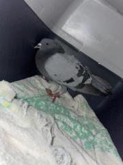 Fundtier Tier-ID 32098