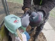 Fundtier Tier-ID 32089