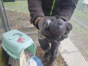 Fundtier Tier-ID 32090