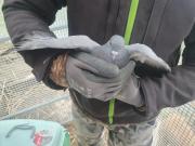 Fundtier Tier-ID 32091