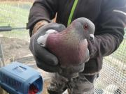 Fundtier Tier-ID 32094