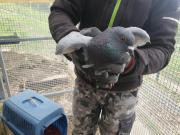 Fundtier Tier-ID 32095