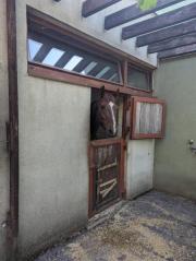 Fundtier Tier-ID 32850