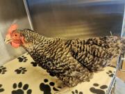 Fundtier Tier-ID 33234