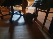 Fundtier Tier-ID 33438