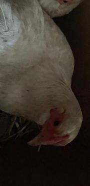 Fundtier Tier-ID 34094