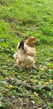 Fundtier Tier-ID 34092