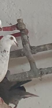 Fundtier Tier-ID 34086