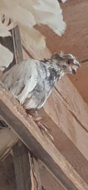 Fundtier Tier-ID 34087