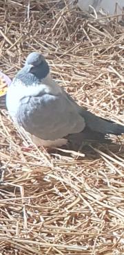 Fundtier Tier-ID 34089