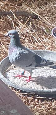 Fundtier Tier-ID 34090