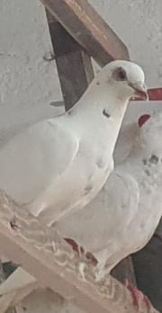 Fundtier Tier-ID 34088